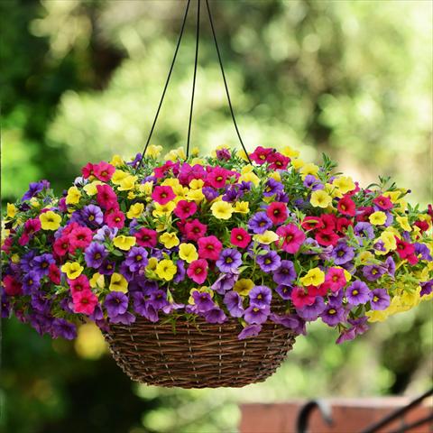 Foto de variedad de flores para ser usadas como: Maceta o cesta de trasplante 3 Combo Fuseables® Calibrachoa Paradise Island