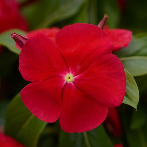 Foto de variedad de flores para ser usadas como: Maceta y planta de temporada Catharanthus roseus - Vinca Titan® F1 Really Red