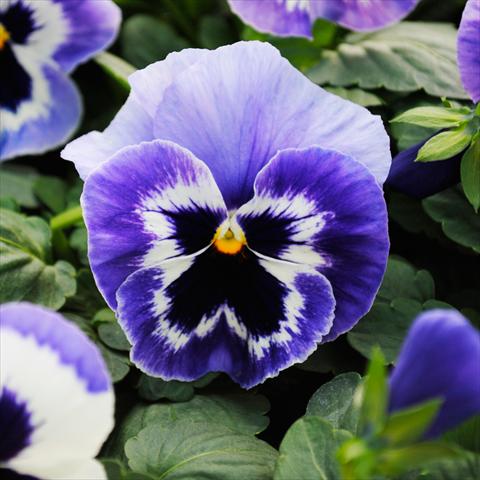 Foto de variedad de flores para ser usadas como: Maceta y planta de temporada Viola wittrockiana Promise F1 Marina Improved