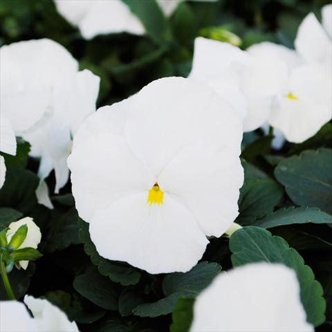Foto de variedad de flores para ser usadas como: Maceta y planta de temporada Viola wittrockiana Promise F1 Pure White Improved