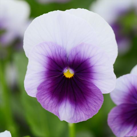 Foto de variedad de flores para ser usadas como: Maceta y planta de temporada Viola cornuta Sorbet® XP F1 Beaconsfield Improved