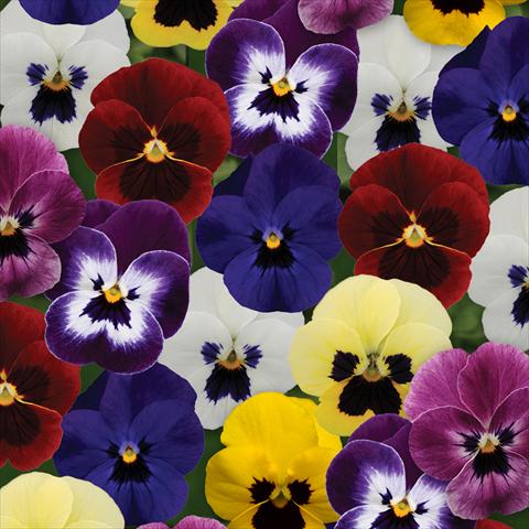 Foto de variedad de flores para ser usadas como: Maceta y planta de temporada Viola cornuta Sorbet® XP F1 Blotch Mixture