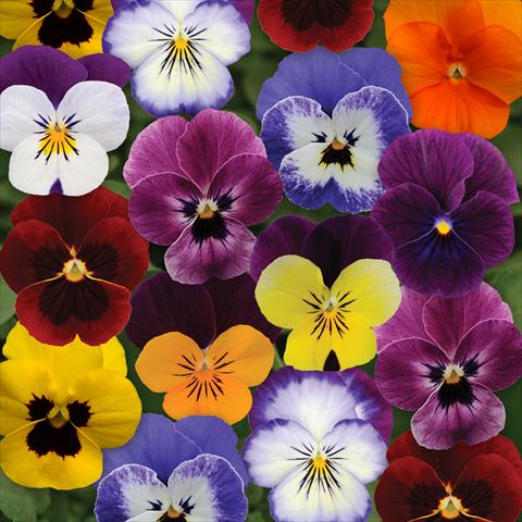 Foto de variedad de flores para ser usadas como: Maceta y planta de temporada Viola cornuta Sorbet® XP F1 Autumn Select Mixture