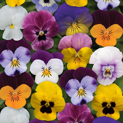 Foto de variedad de flores para ser usadas como: Maceta y planta de temporada Viola cornuta Sorbet® XP F1 Spring Select Mixture