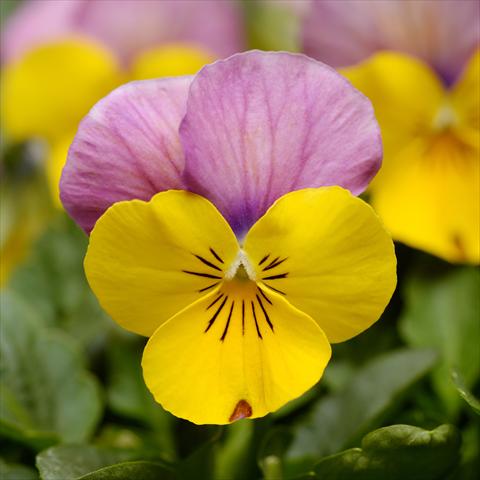 Foto de variedad de flores para ser usadas como: Maceta y planta de temporada Viola cornuta Sorbet® XP F1 Yellow Pink Jump Up