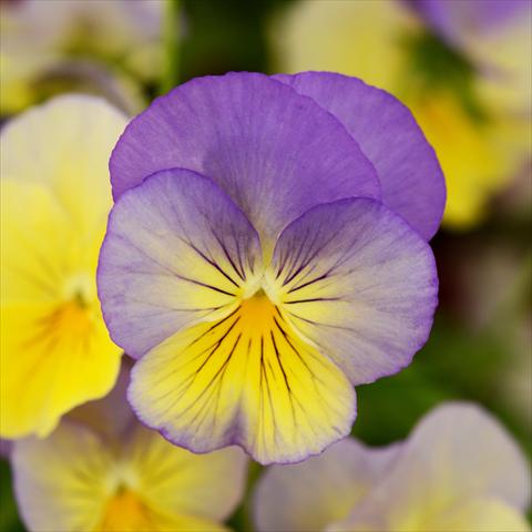 Foto de variedad de flores para ser usadas como: Maceta y planta de temporada Viola wittrockiana Cool Wave® F1 Blueberry Swirl Improved