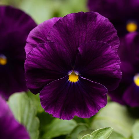 Foto de variedad de flores para ser usadas como: Maceta y planta de temporada Viola wittrockiana Cool Wave® F1 Purple Improved