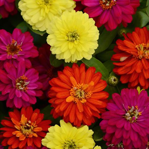 Foto de variedad de flores para ser usadas como: Maceta y planta de temporada Zinnia marylandica Zahara Brilliant Mixture
