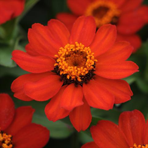 Foto de variedad de flores para ser usadas como: Maceta y planta de temporada Zinnia marylandica Zahara® XL Fire Improved