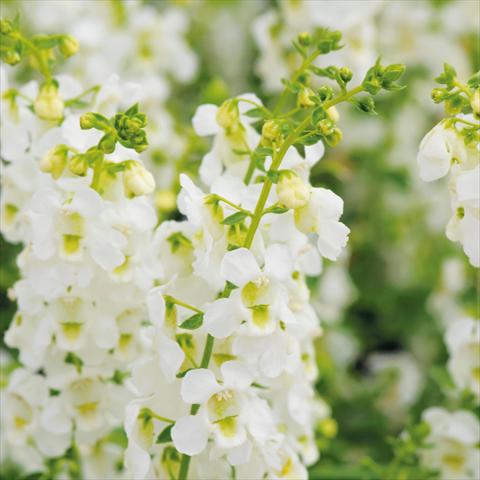 Foto de variedad de flores para ser usadas como: Maceta y planta de temporada Angelonia angustifolia Serena White