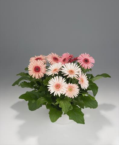 Foto de variedad de flores para ser usadas como: Tarrina de colgar / Maceta Gerbera jamesonii Royal Semi-double Pink