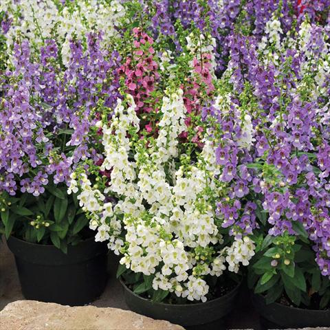 Foto de variedad de flores para ser usadas como: Maceta y planta de temporada Angelonia Serenita Mix