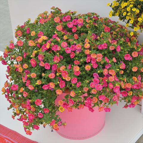 Foto de variedad de flores para ser usadas como: Tarrina de colgar / Maceta 2 Combo Chameleon Double Pink Yellow