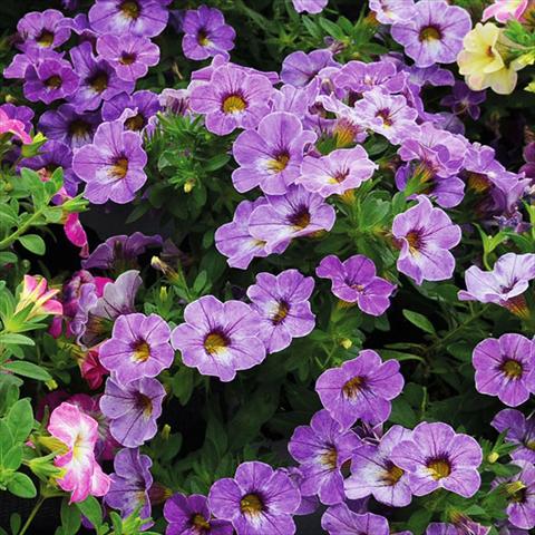 Foto de variedad de flores para ser usadas como: Tarrina de colgar / Maceta Calibrachoa Chameleon Lavender Sorbet