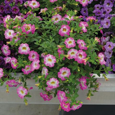 Foto de variedad de flores para ser usadas como: Tarrina de colgar / Maceta Calibrachoa Chameleon Pink Sorbet