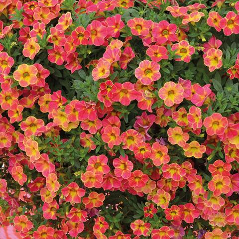 Foto de variedad de flores para ser usadas como: Tarrina de colgar / Maceta Calibrachoa Chameleon Sunshine Berry