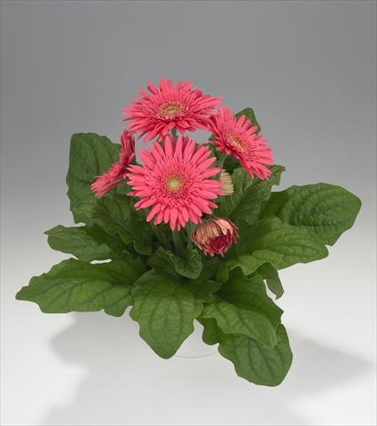 Foto de variedad de flores para ser usadas como: Tarrina de colgar / Maceta Gerbera jamesonii Royal Semi-double Rose