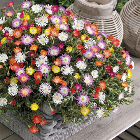 Foto de variedad de flores para ser usadas como: Maceta Delosperma congesta Jewel of desert