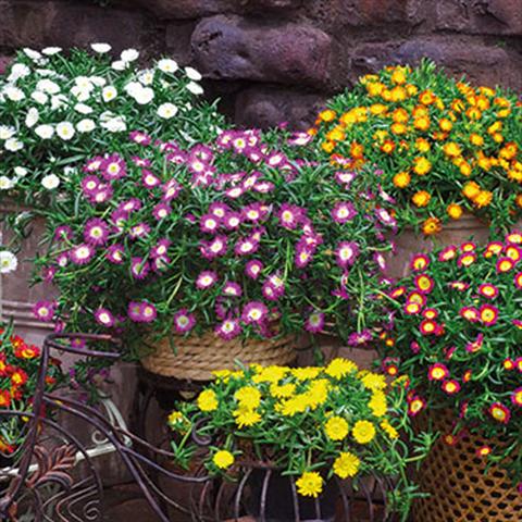 Foto de variedad de flores para ser usadas como: Maceta Delosperma congesta Delosperma Wheels of Wonder