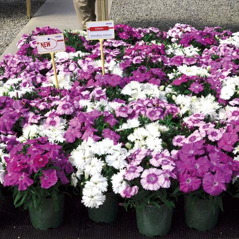 Foto de variedad de flores para ser usadas como: Maceta Dianthus chinensis Lavendina Mix