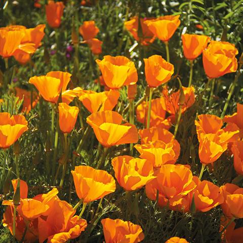 Foto de variedad de flores para ser usadas como: Patio, Maceta Escholtzia californica Escholtzia californica Mix