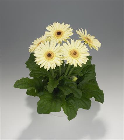 Foto de variedad de flores para ser usadas como: Tarrina de colgar / Maceta Gerbera jamesonii Royal Semi-double Vanilla