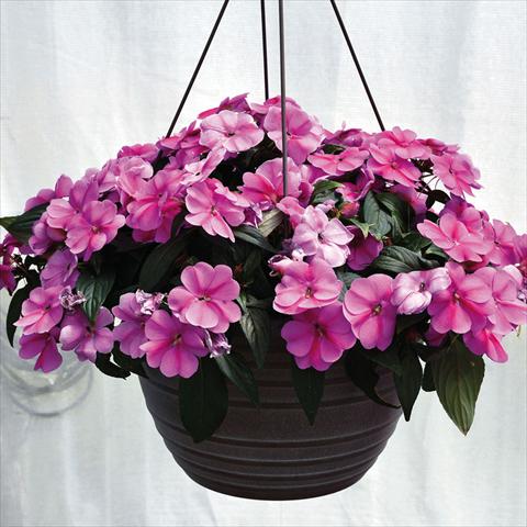 Foto de variedad de flores para ser usadas como: Tarrina de colgar / Maceta Impatiens N. Guinea Bounce Pink Flame