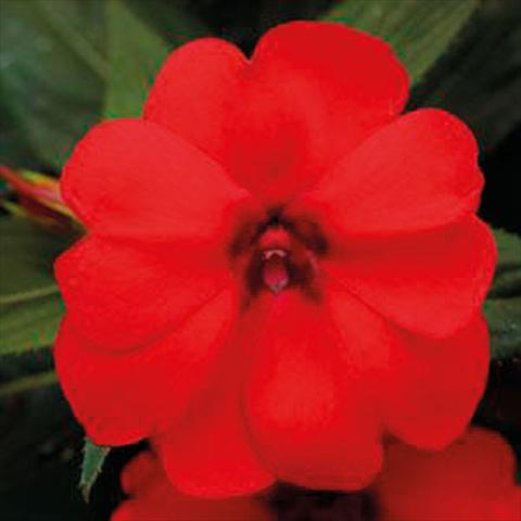 Foto de variedad de flores para ser usadas como: Tarrina de colgar / Maceta Impatiens N. Guinea Bounce Red