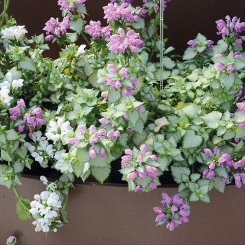 Foto de variedad de flores para ser usadas como: Patio, Maceta Lamium Mega Purple