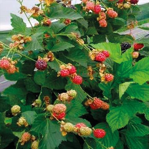 Foto de variedad de flores para ser usadas como: Maceta o Tarrina de colgar Rubus ulmifolius Mora Senza Spine Rifiorente Reuben