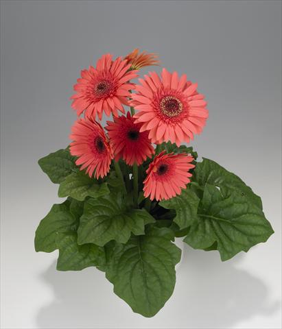 Foto de variedad de flores para ser usadas como: Tarrina de colgar / Maceta Gerbera jamesonii Royal Semi-double Wartermelon