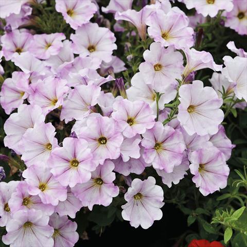 Foto de variedad de flores para ser usadas como: Tarrina de colgar / Maceta Petunia hybrida Compatta Sputnik Lilla Pastello