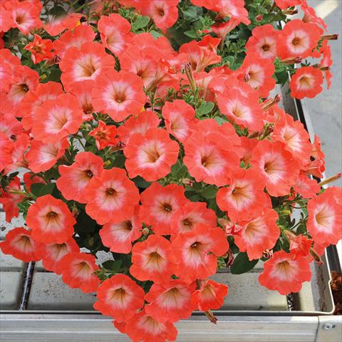 Foto de variedad de flores para ser usadas como: Tarrina de colgar / Maceta Petunia hybrida Compatta Sputnik Salmone Gola Bianca