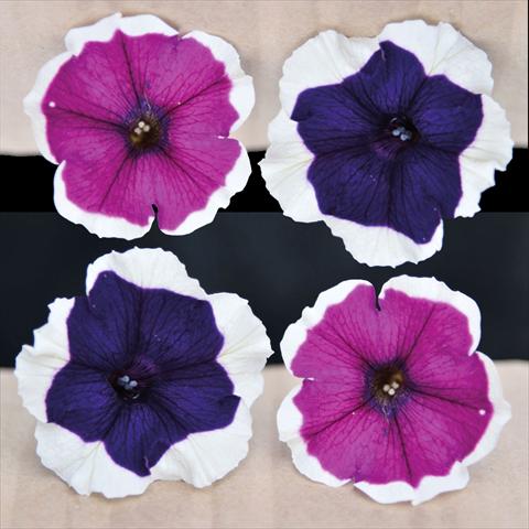Foto de variedad de flores para ser usadas como: Tarrina de colgar / Maceta Petunia hybrida Vogue Blu & Purple Bordato Mix