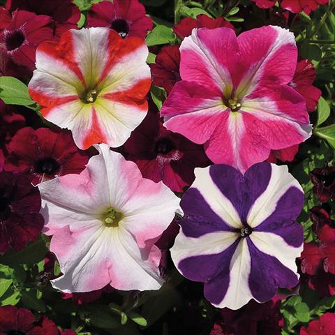 Foto de variedad de flores para ser usadas como: Tarrina de colgar / Maceta Petunia hybrida Vogue Crazy Stellato Mix