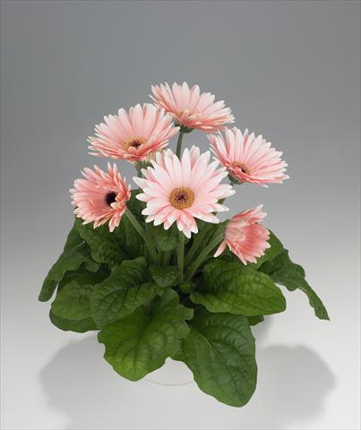 Foto de variedad de flores para ser usadas como: Tarrina de colgar / Maceta Gerbera jamesonii Royal Soft Pink