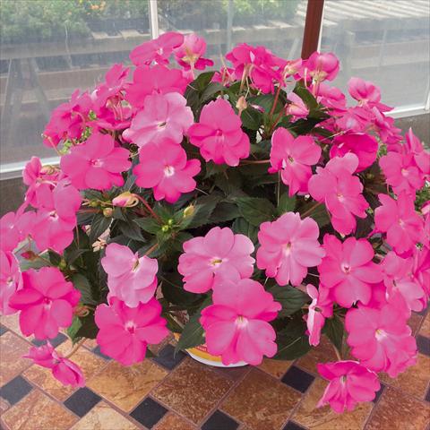 Foto de variedad de flores para ser usadas como: Maceta o cesta de trasplante Impatiens N. Guinea SunPatiens Compact Hot Lilac