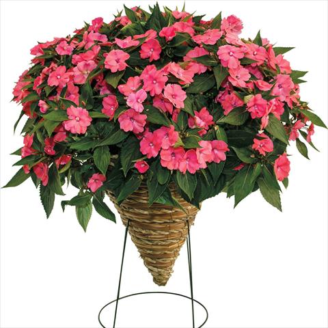 Foto de variedad de flores para ser usadas como: Maceta o cesta de trasplante Impatiens N. Guinea SunPatiens Vigorous Pink Pearl