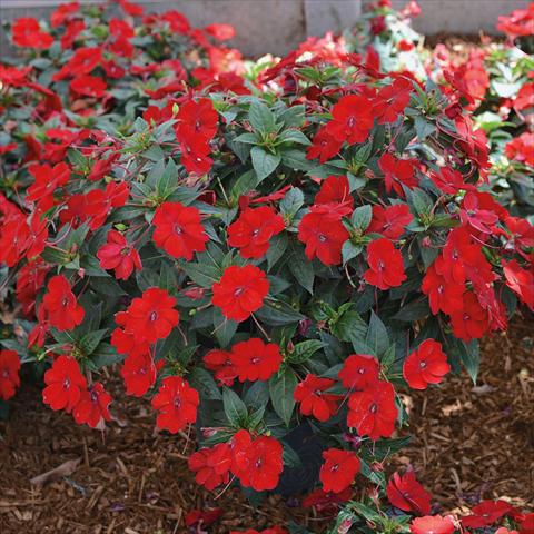 Foto de variedad de flores para ser usadas como: Maceta o cesta de trasplante Impatiens N. Guinea SunPatiens Vigorous Scarlet Red