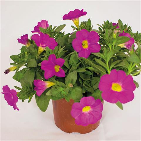 Foto de variedad de flores para ser usadas como: Tarrina de colgar / Maceta Calibrachoa hybrida SuperCall Pink