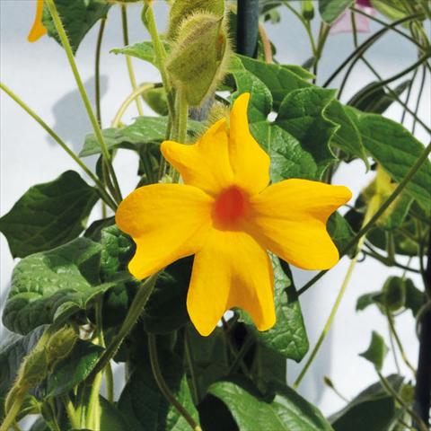 Foto de variedad de flores para ser usadas como: Maceta y planta de temporada Thumbergia Gregorii Gialla