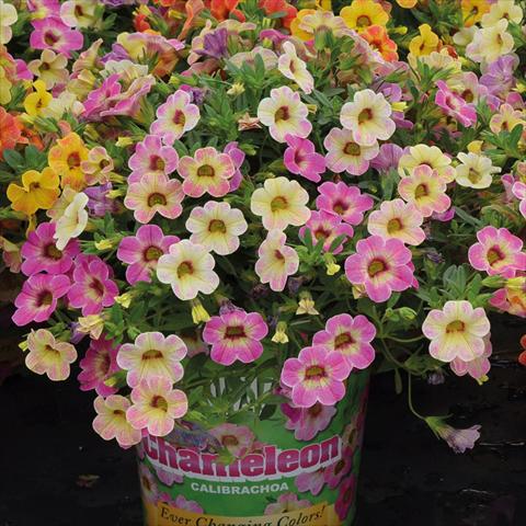 Foto de variedad de flores para ser usadas como: Tarrina de colgar / Maceta Calibrachoa hybrida Chameleon Pink Passion