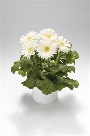 Foto de variedad de flores para ser usadas como: Tarrina de colgar / Maceta Gerbera jamesonii Royal White
