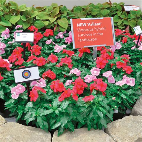 Foto de variedad de flores para ser usadas como: Maceta y planta de temporada Catharanthus roseus - Vinca Valiant