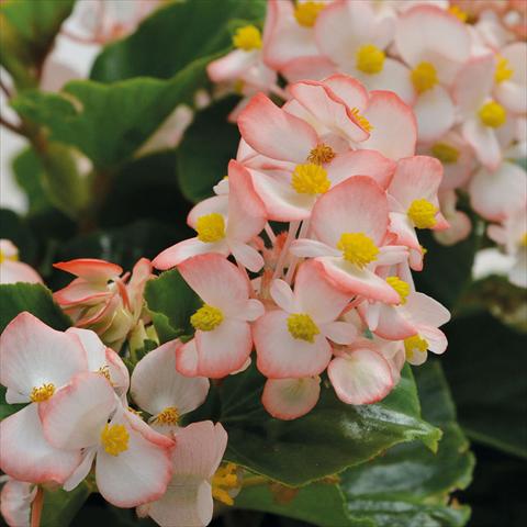 Foto de variedad de flores para ser usadas como: Maceta y planta de temporada Begonia Baby Wings Bicolore Foglia Verde