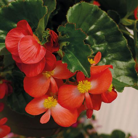 Foto de variedad de flores para ser usadas como: Maceta y planta de temporada Begonia Begonia Baby Wings Rosso Foglia Verde