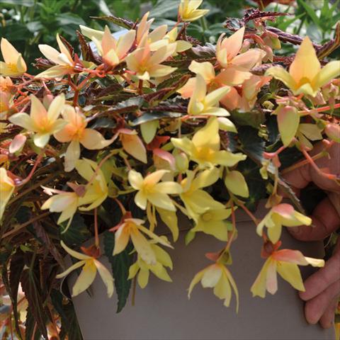 Foto de variedad de flores para ser usadas como: Tarrina de colgar / Maceta Begonia boliviensis Bossa Nova Ivory