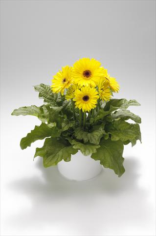 Foto de variedad de flores para ser usadas como: Tarrina de colgar / Maceta Gerbera jamesonii Royal Yellow