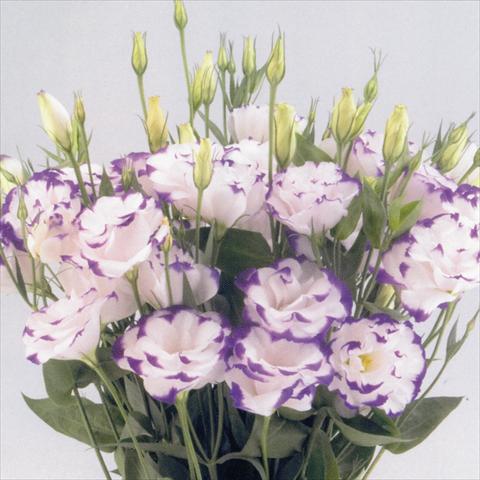 Foto de variedad de flores para ser usadas como: Flor cortada Lisianthus F.1 Magic Blue Picotee