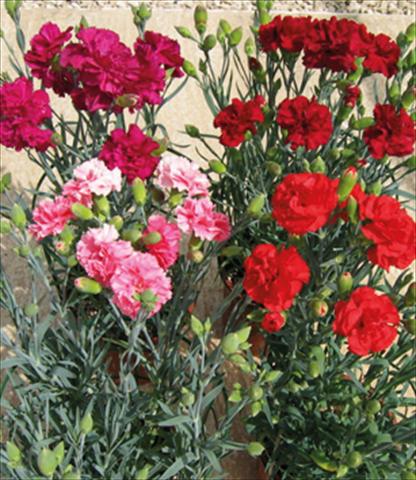 Foto de variedad de flores para ser usadas como: Maceta y planta de temporada Dianthus caryophyllus F1 Can Can